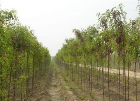 樹苗香花槐