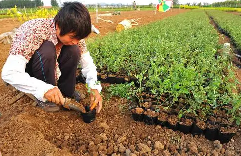 青海苗木種植  